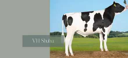 Vh Shuba 3