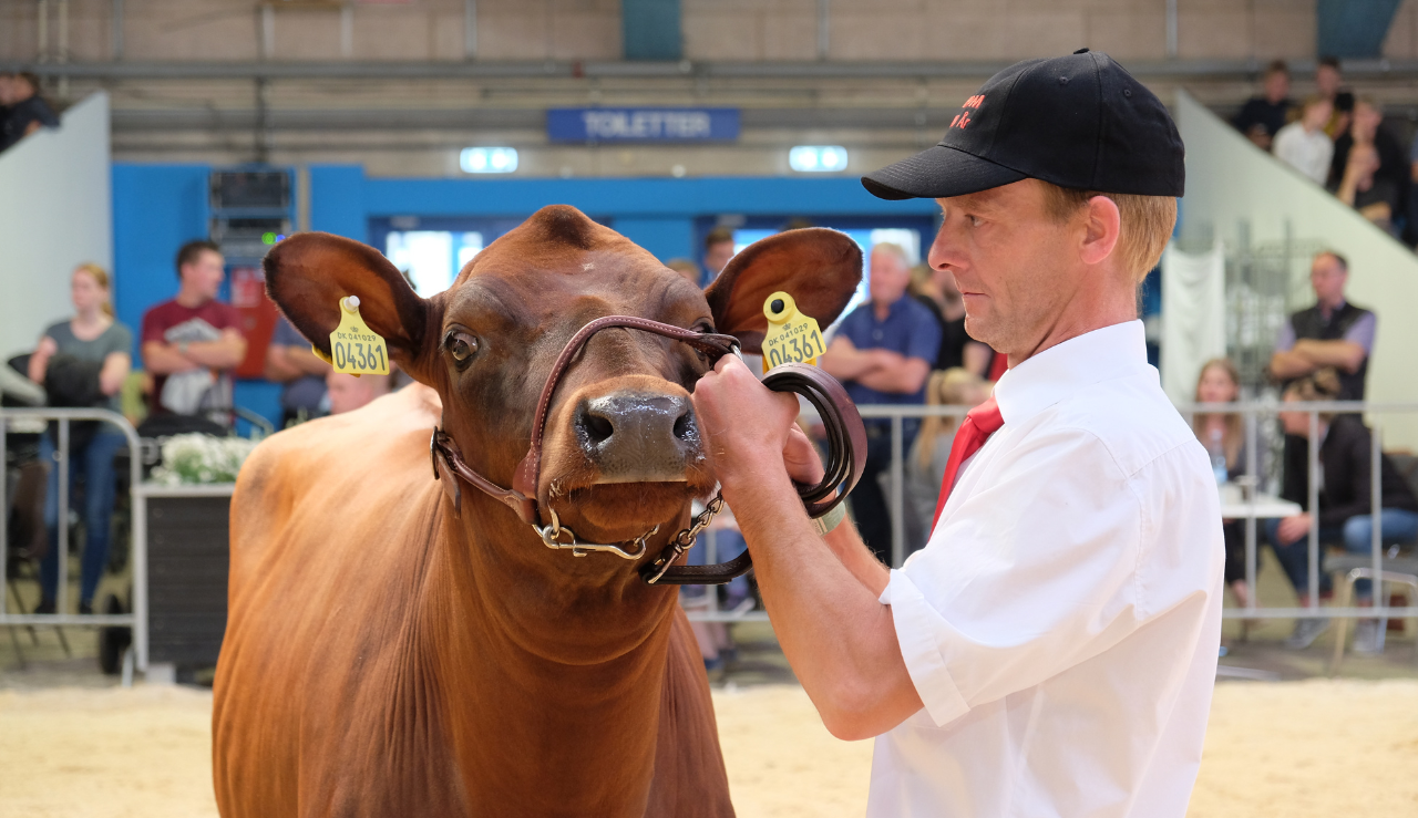 Half Hero Qarter Dyrskue