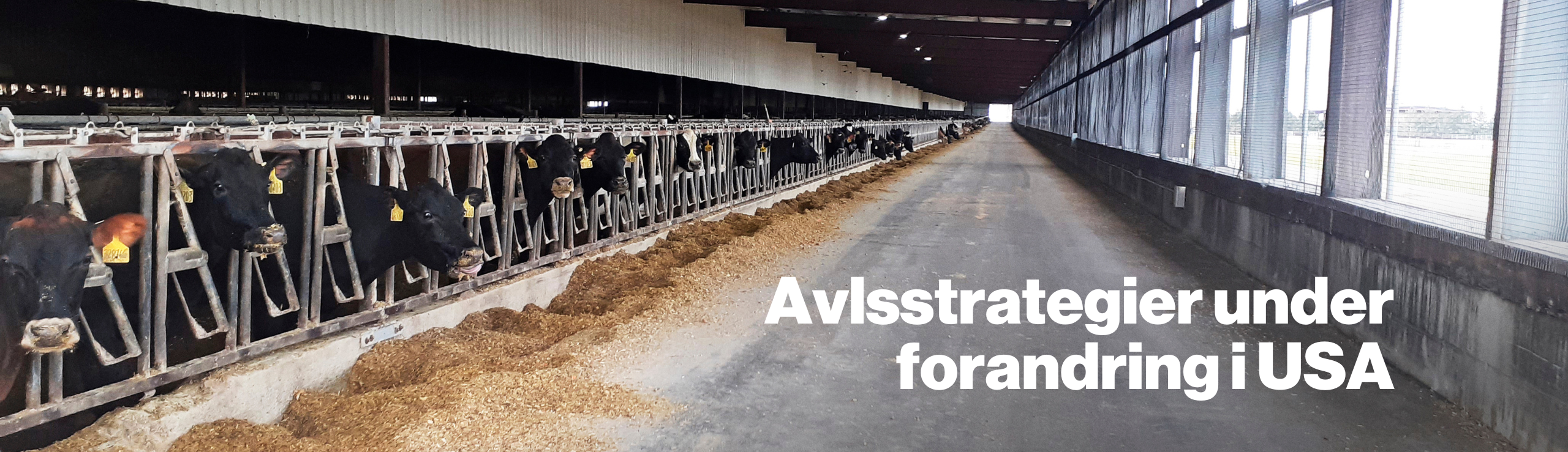 Stald Med 7000 Køer I USA