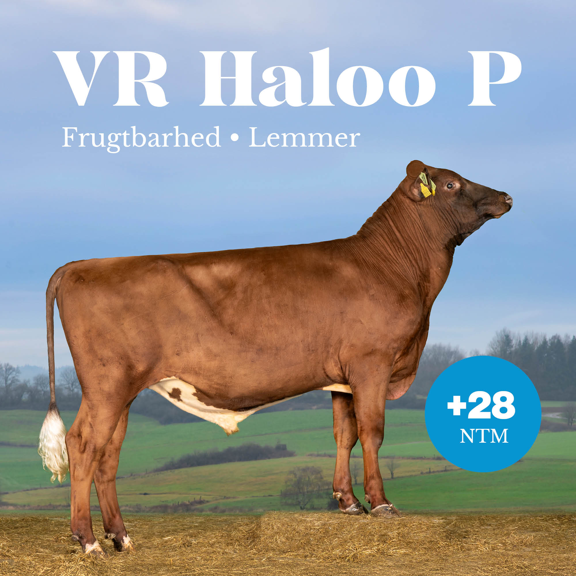 VR Haloo P +28 NTM