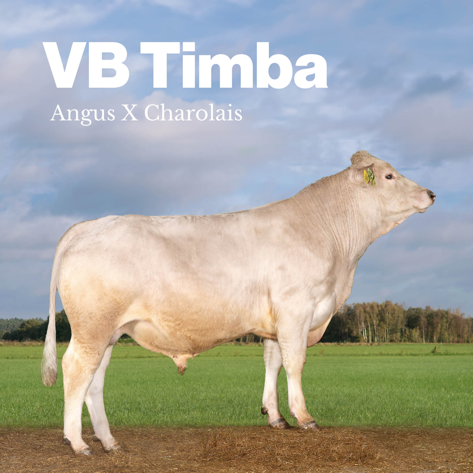 VB Timba