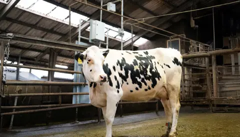 Holsteing Ko Ved Cowfit