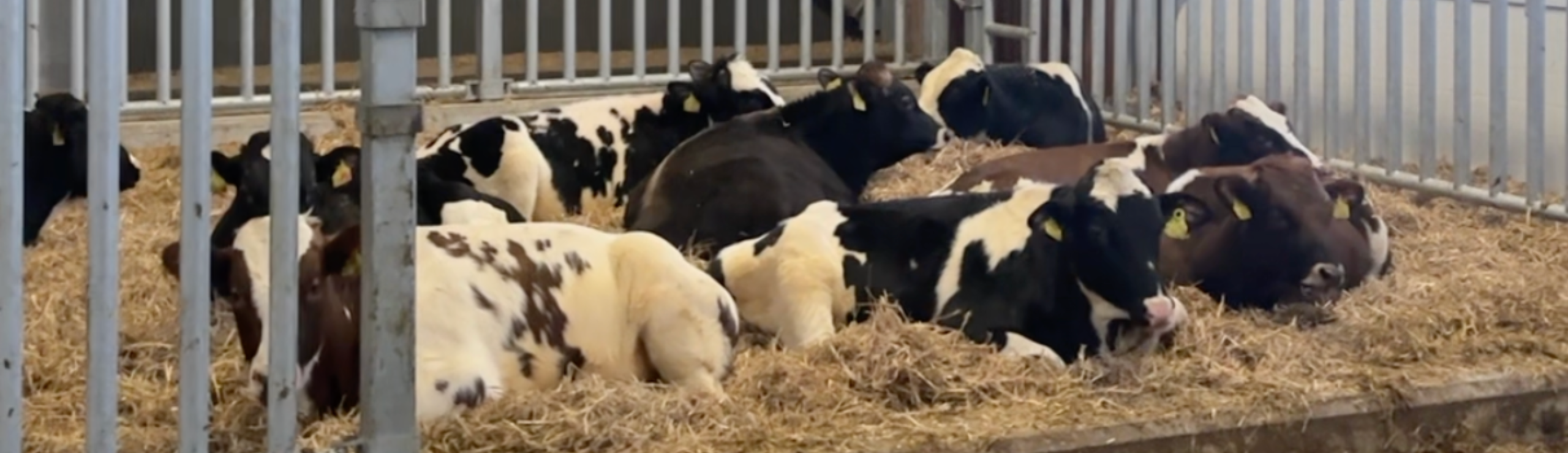 Tyre I Stalden På Vikinggenetics Nye Tyrestation I Assentoft