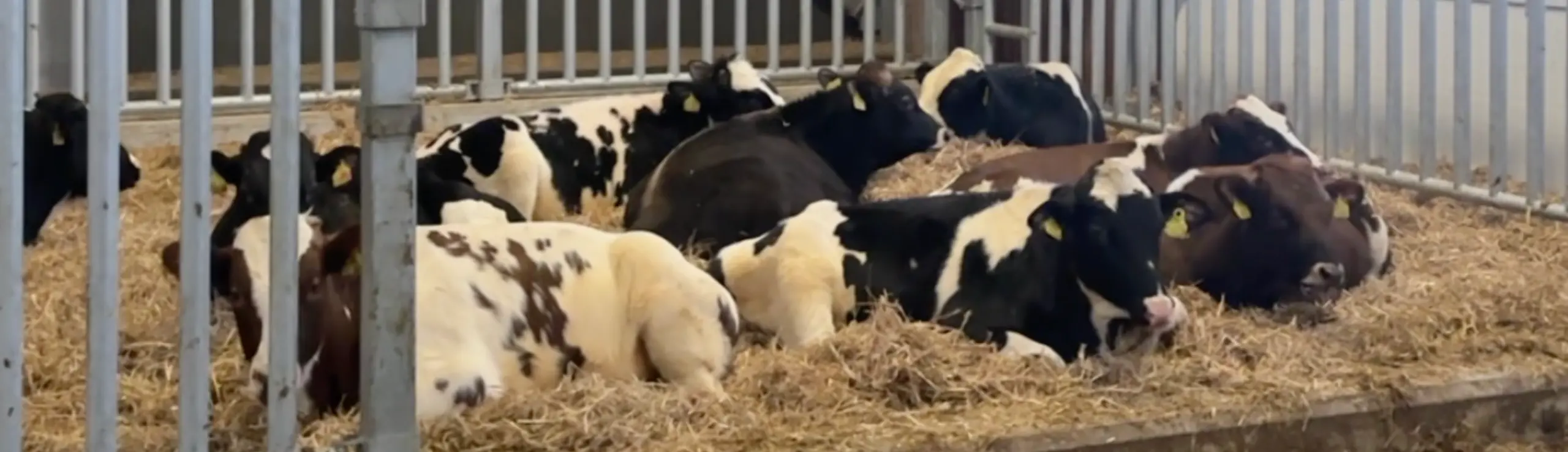 Tyre I Stalden På Vikinggenetics Nye Tyrestation I Assentoft