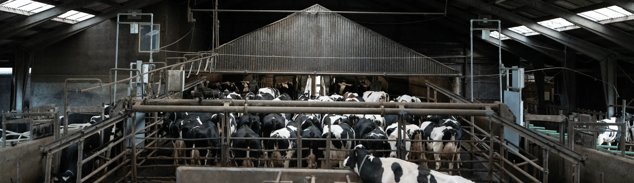 Dobbelt Cowfit I Stalden