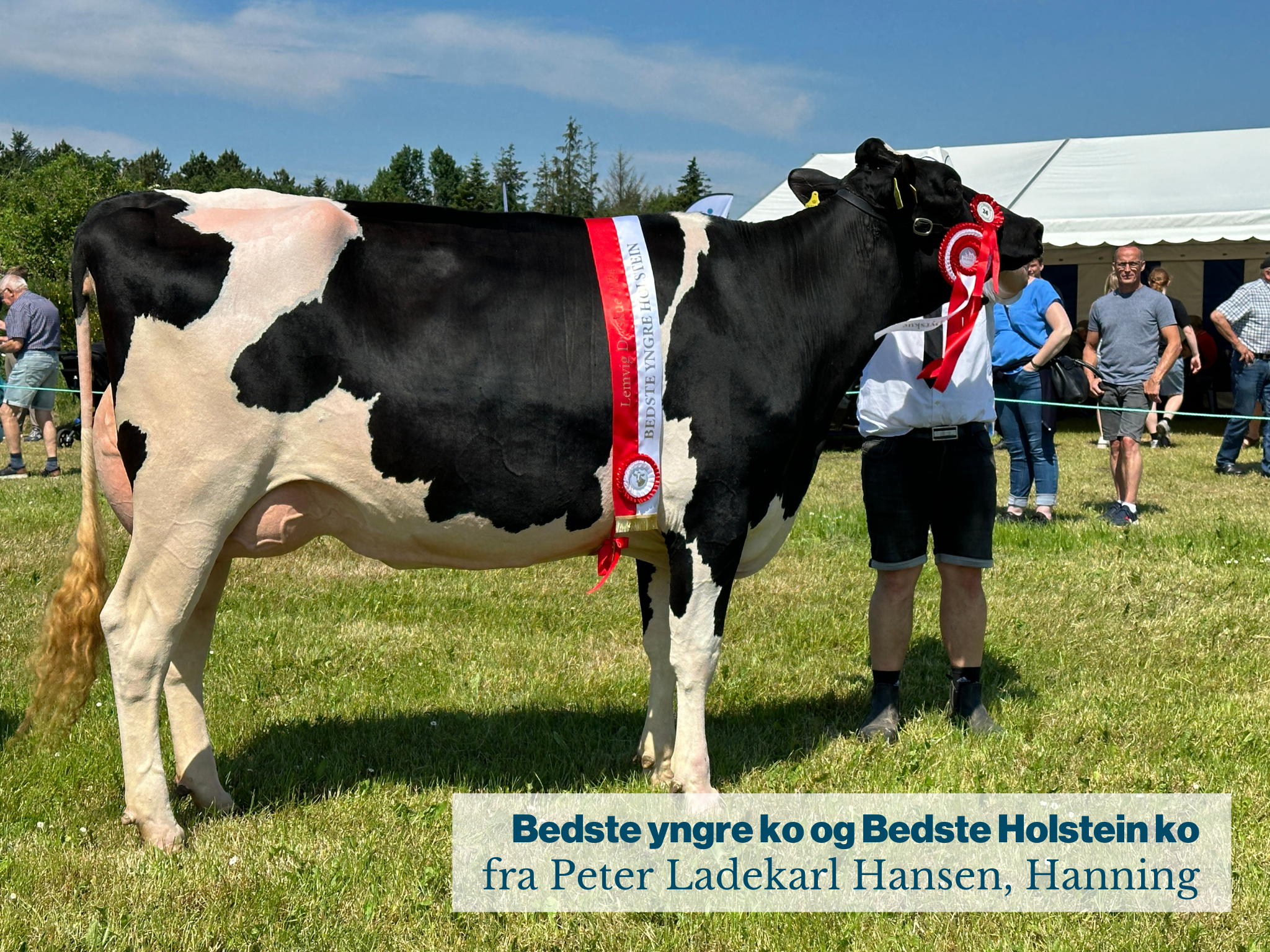 Bedste Yngre Ko Og Bedste Holstein Ko