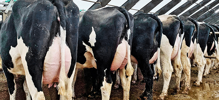 120 VH Bernell 1. Kalvskøer På Farm I Estland