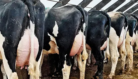 120 VH Bernell 1. Kalvskøer På Farm I Estland