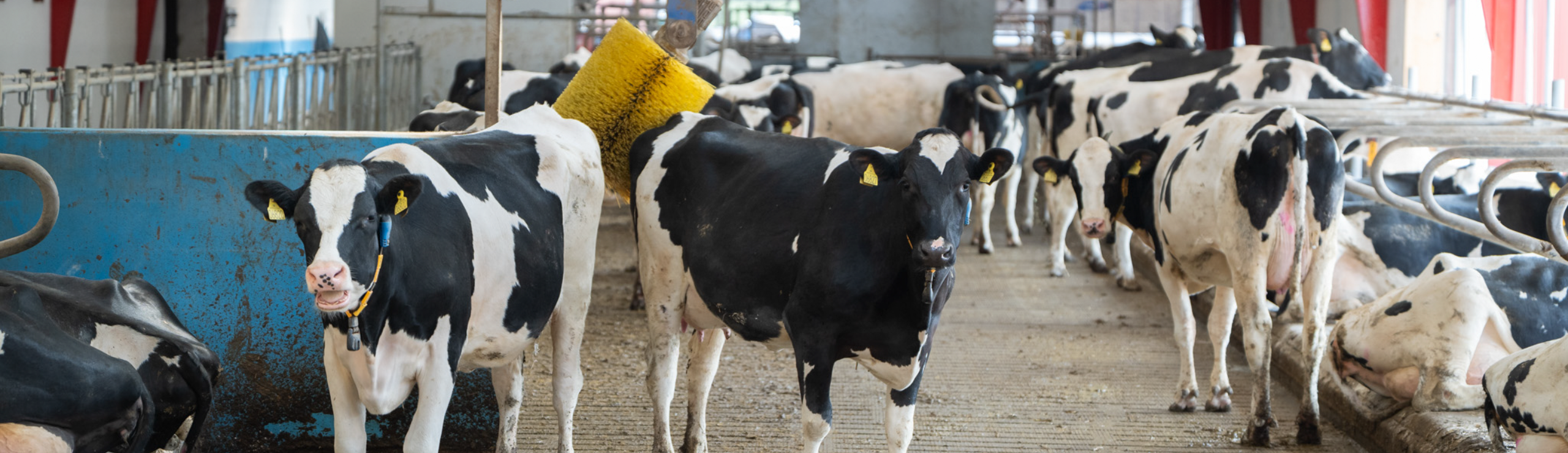 Køer indefra stald