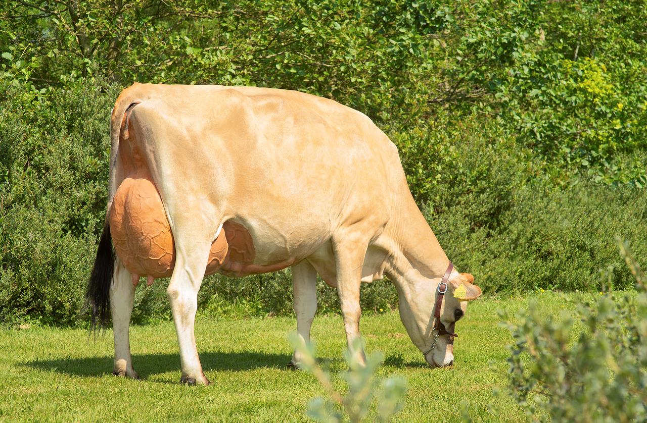 Hero 8 Aug Vj Haley Daughter No 5598202283 From Sønderfenner Ribe Scenic01