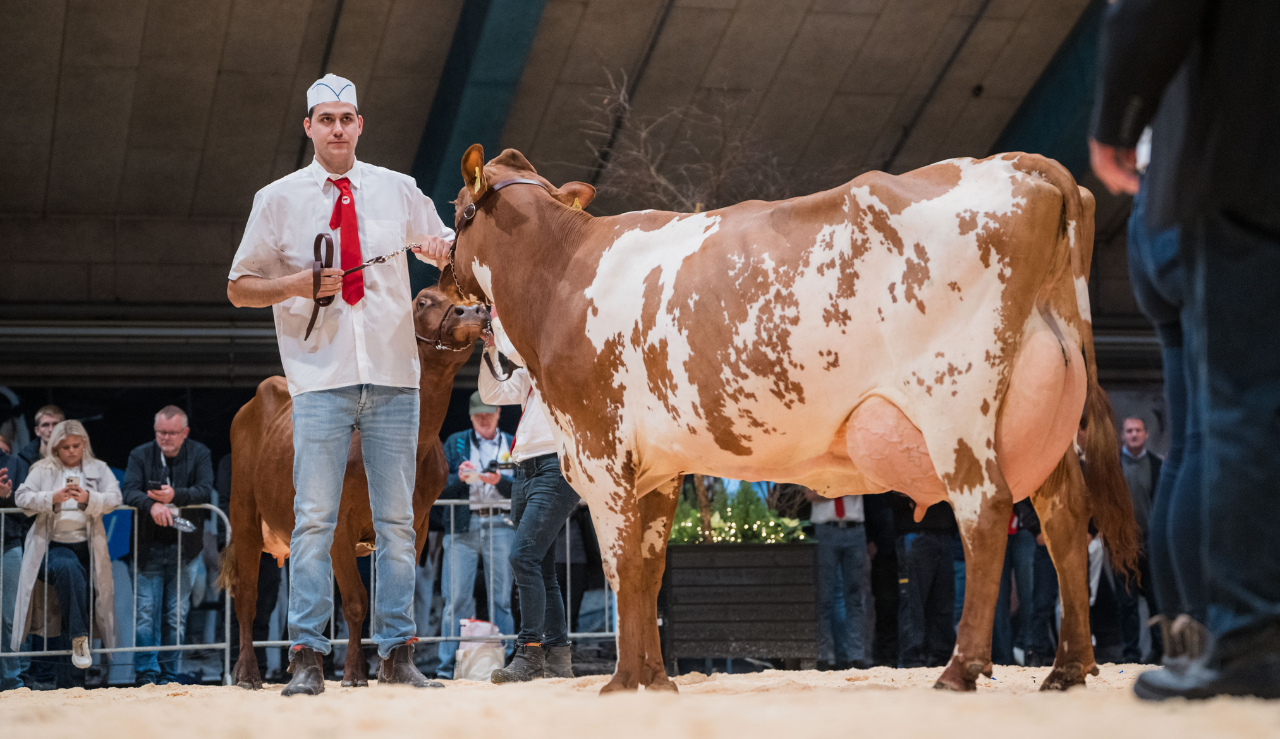 2. Pladsen 3. Kalvs Ko Fra Frederiksdal Ved Rasmus Steffensen, Roslev. VR Vario X VR Dalton