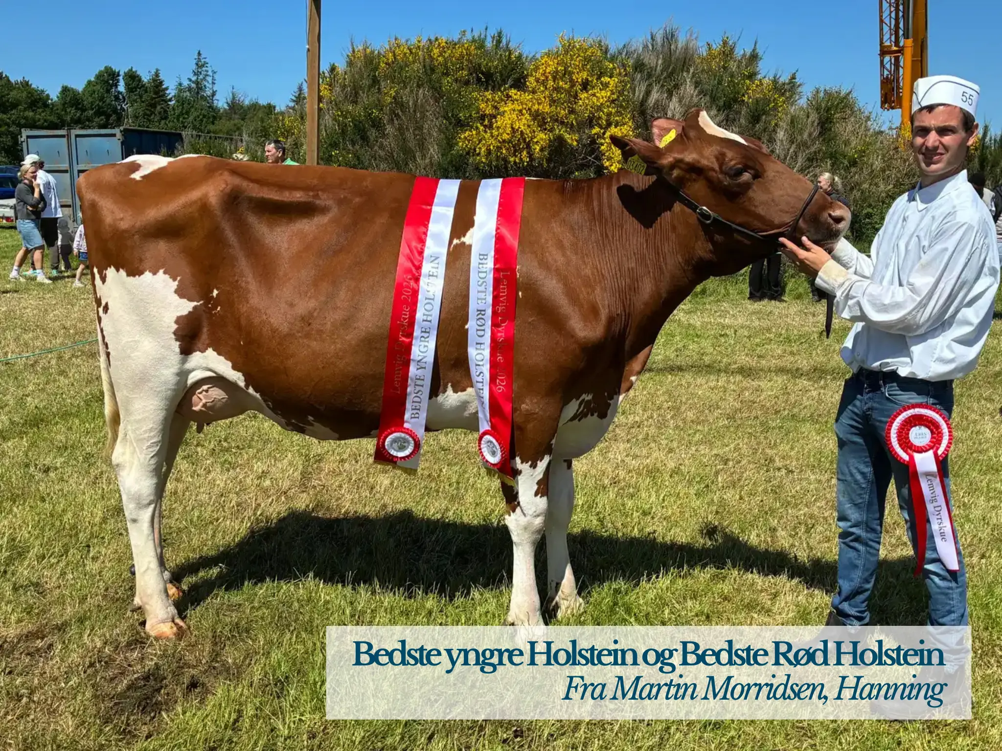 Bedste Yngre Holstein Og Bedste Rød Holstein På Lemvig Dyrskue 2026