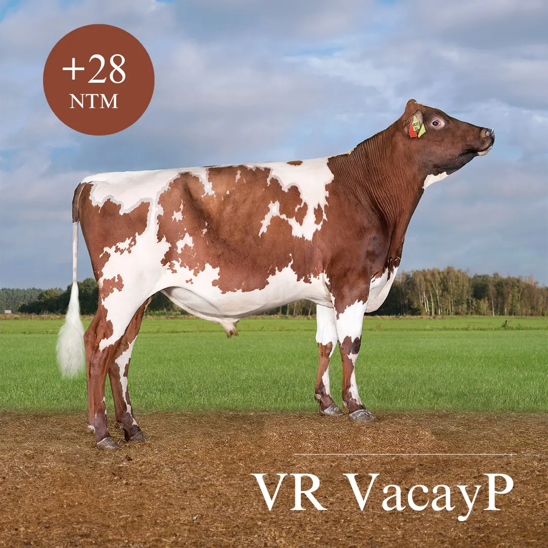 VR Vacayp