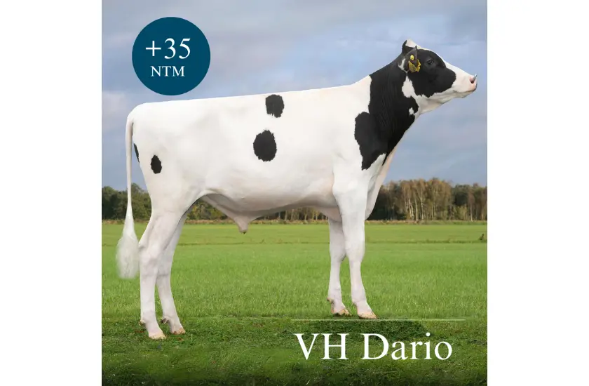 VH Dario