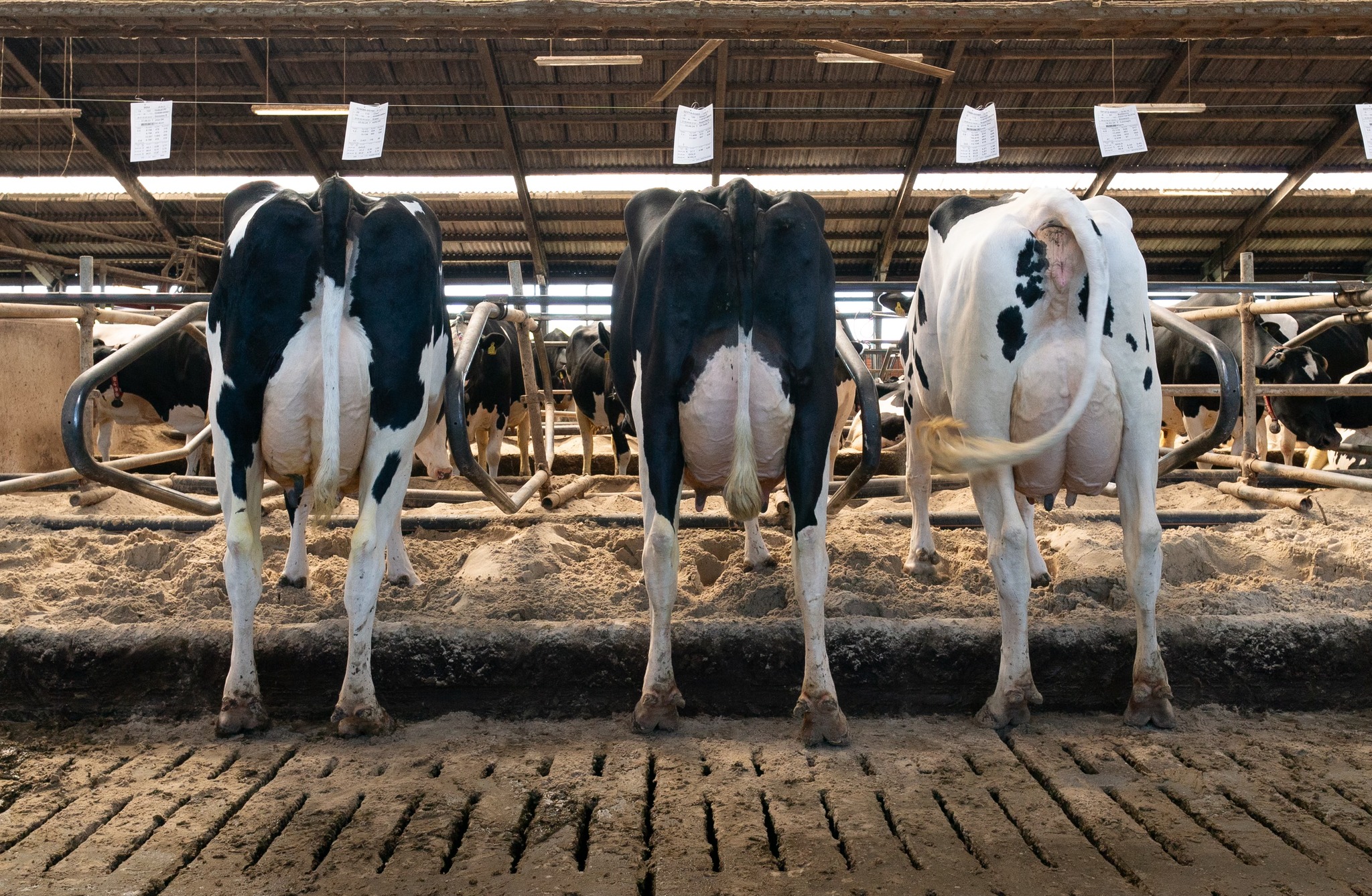 Fra Venstre Mistral, Mojito Og Magic