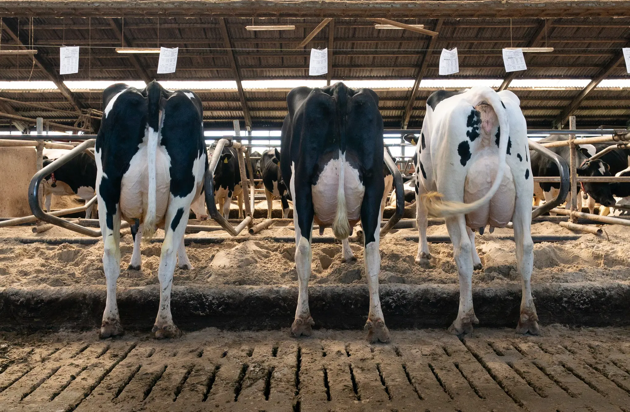 Fra Venstre Mistral, Mojito Og Magic