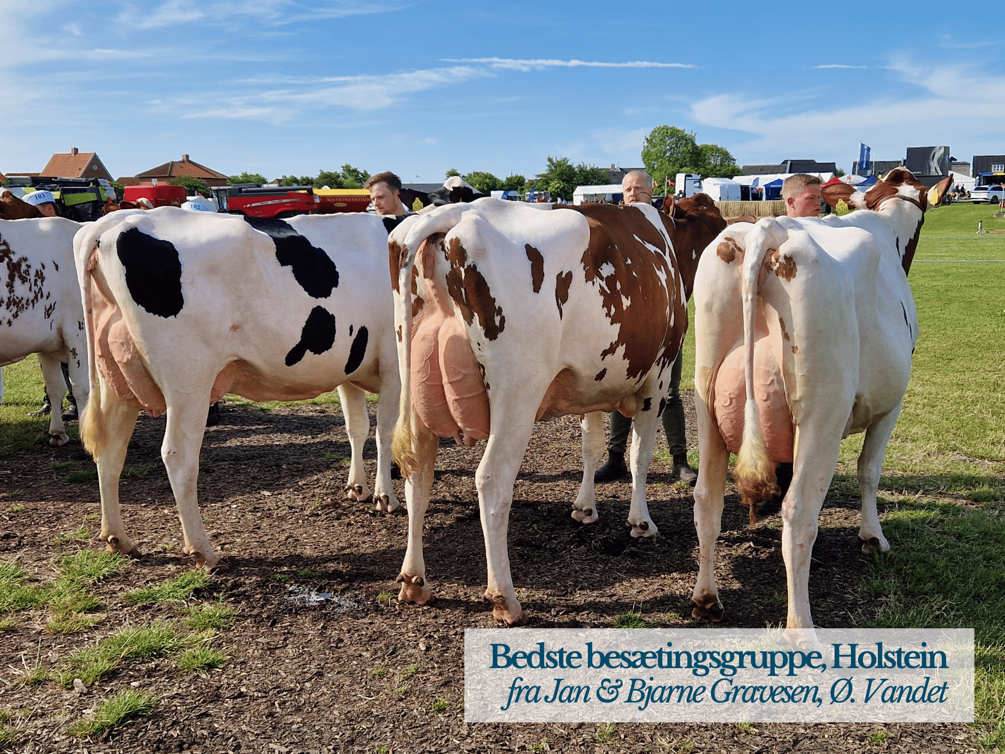 Bedste Besætningsgruppe Holstein, Thy Mors Dyrskue 2025
