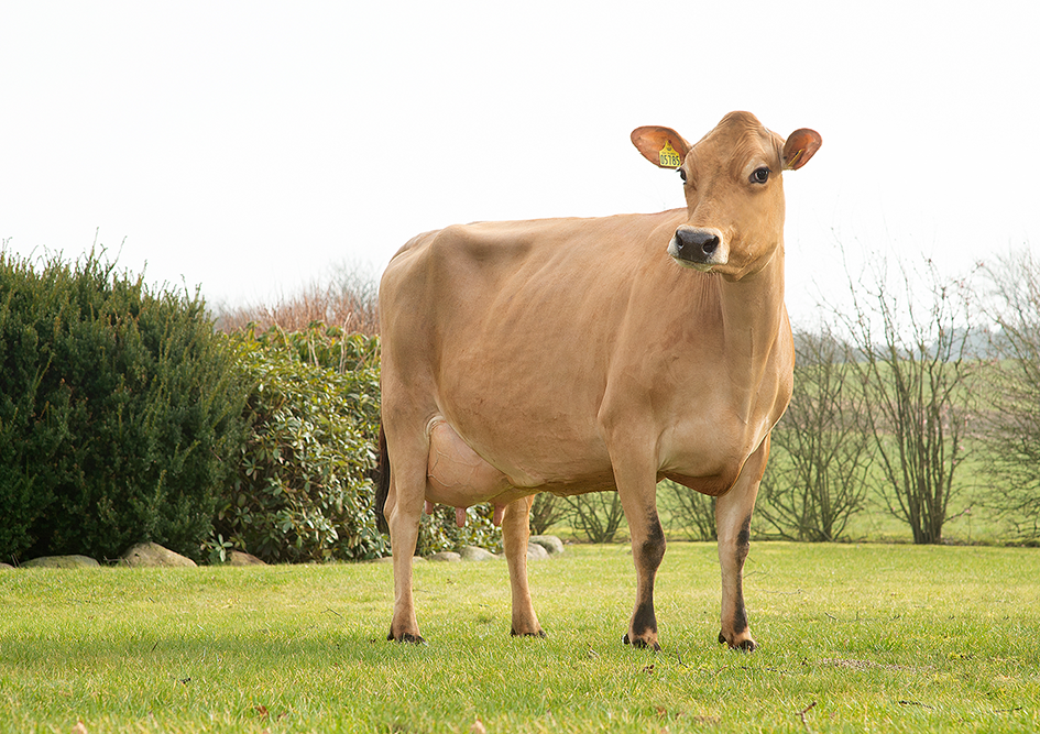 Vj Hiwe Daughter1 No 31261 5785 From Is Fuglsang Aars Scenic01