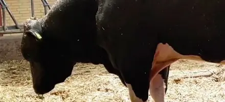 VH Bernell Web Oversigt