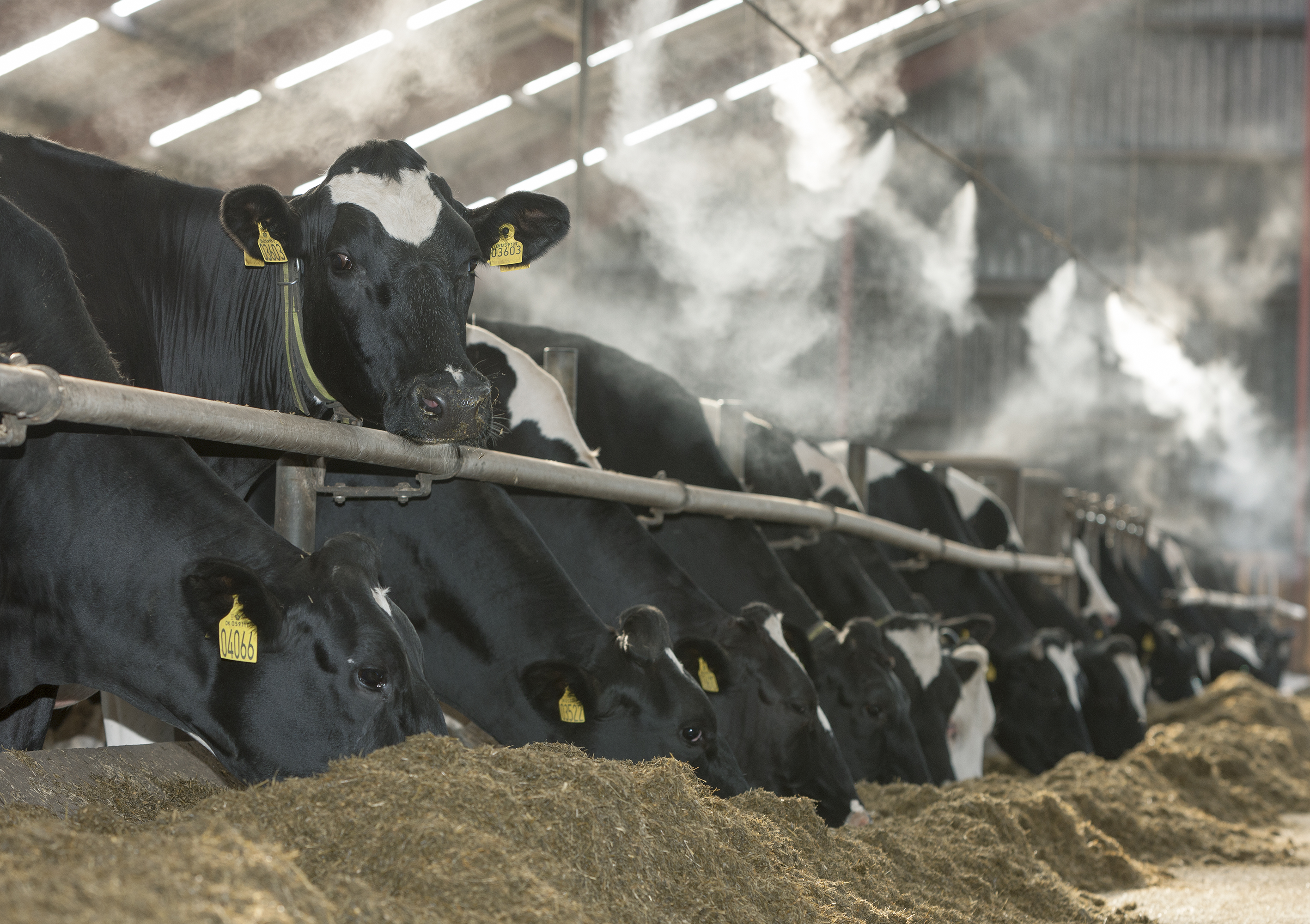 Vikingholstein 06 2020 09