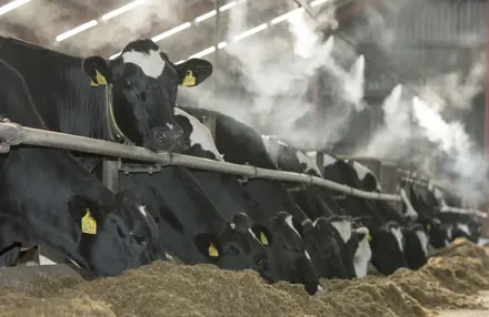 Vikingholstein 06 2020 09