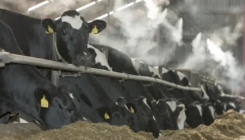 Vikingholstein 06 2020 09