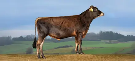 VJ Saron1