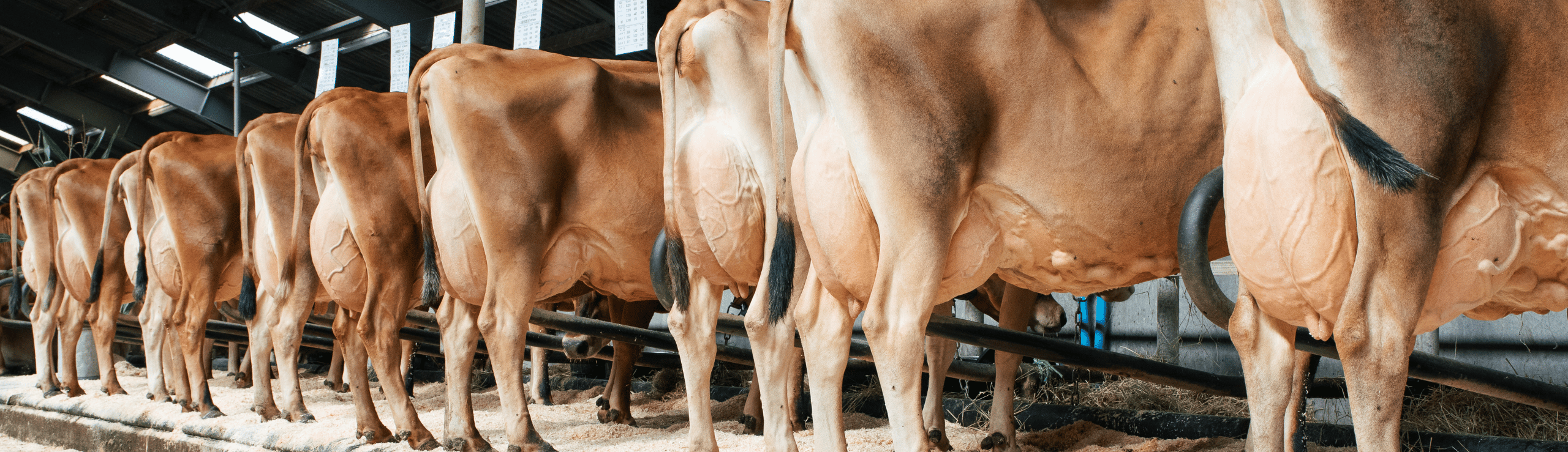 En Flot Række Jerseykøer