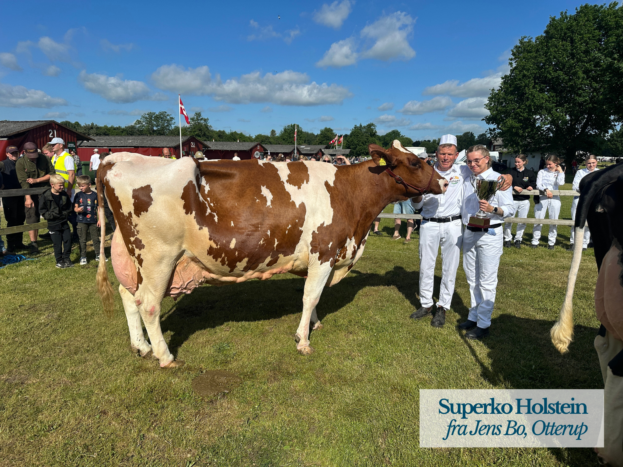 Superko Holstein På Det Fynske Dyrskue 2026