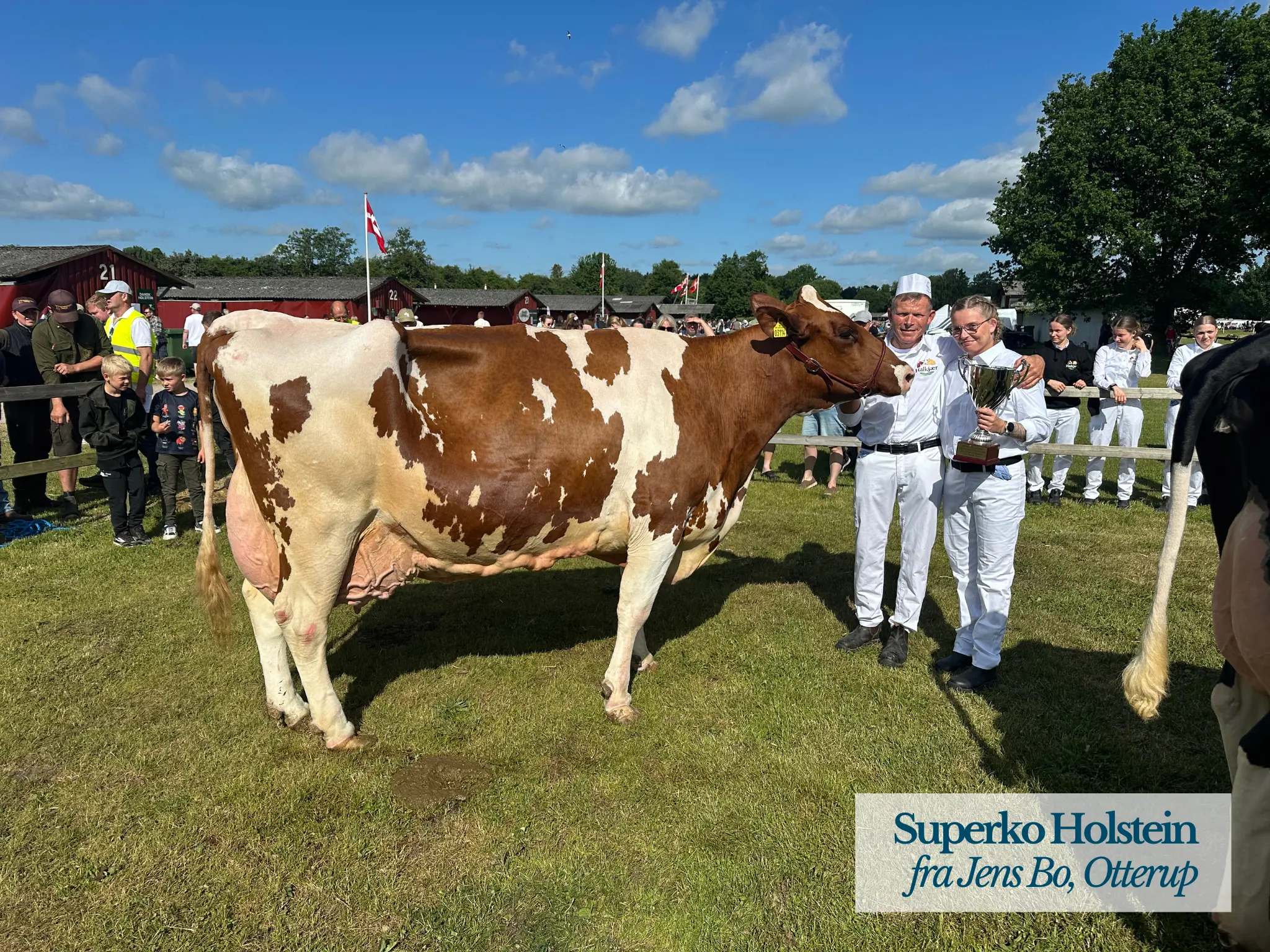 Superko Holstein På Det Fynske Dyrskue 2026