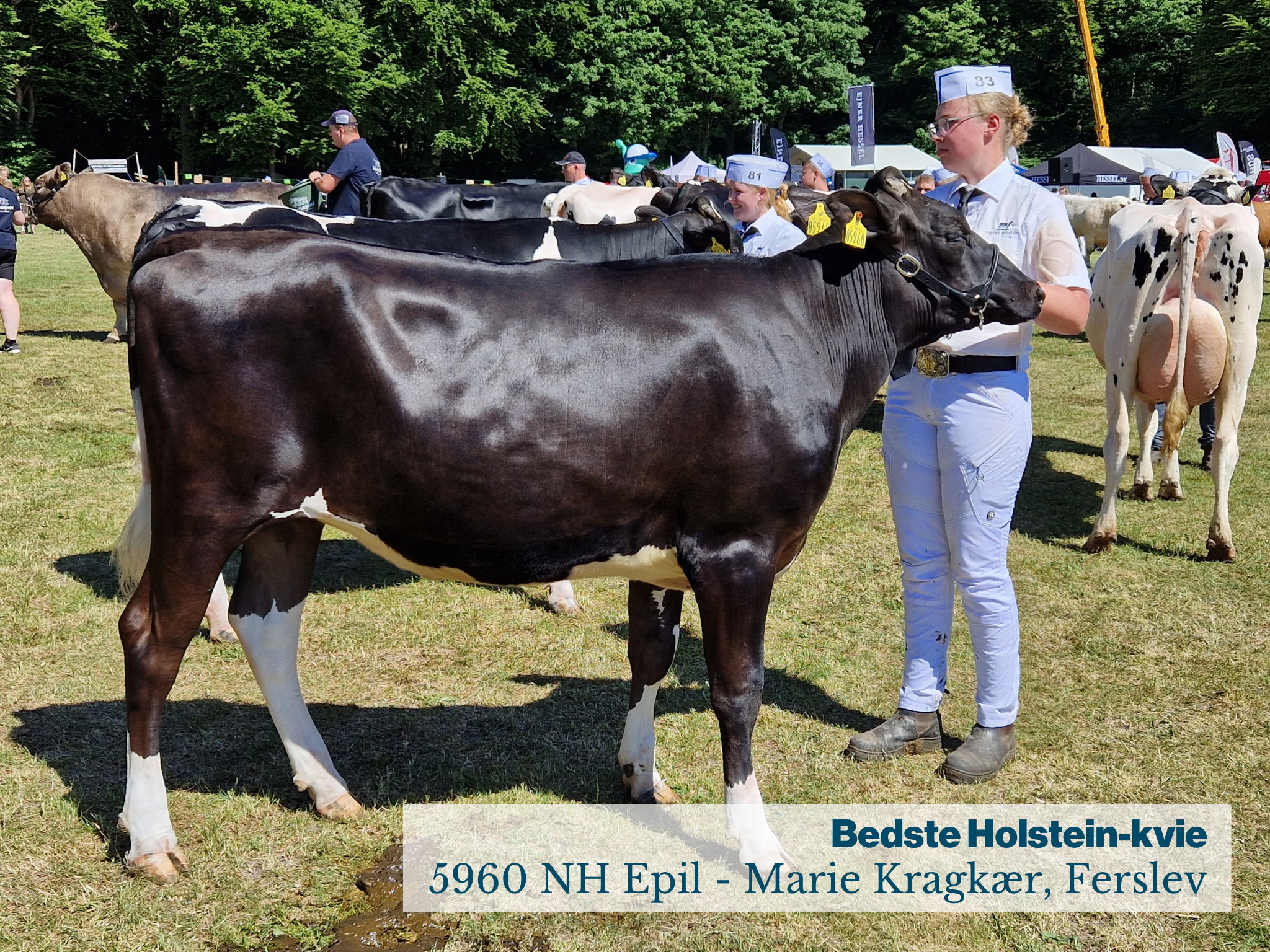 Fjerritslev Dyrskue Bedste Holstein Kvie