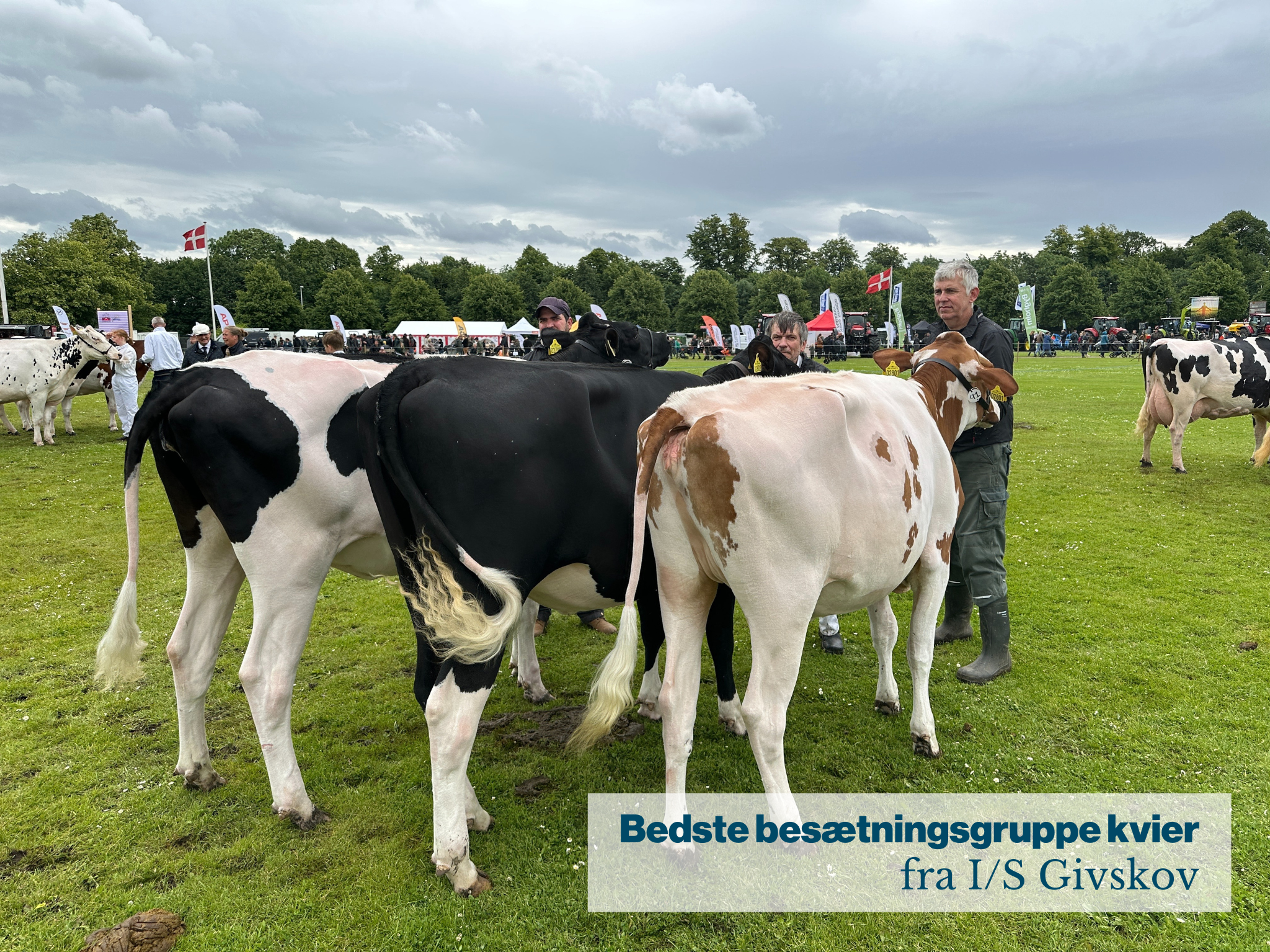 Bedste Besætningsgruppe Kvier Fra IS Givskov
