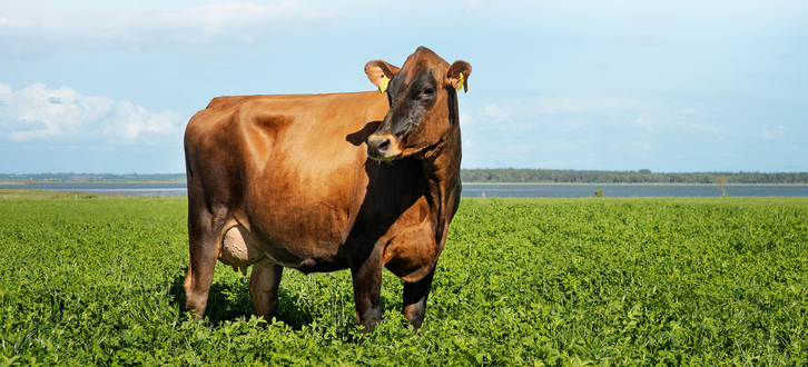 Copy Of Billede Til Reference