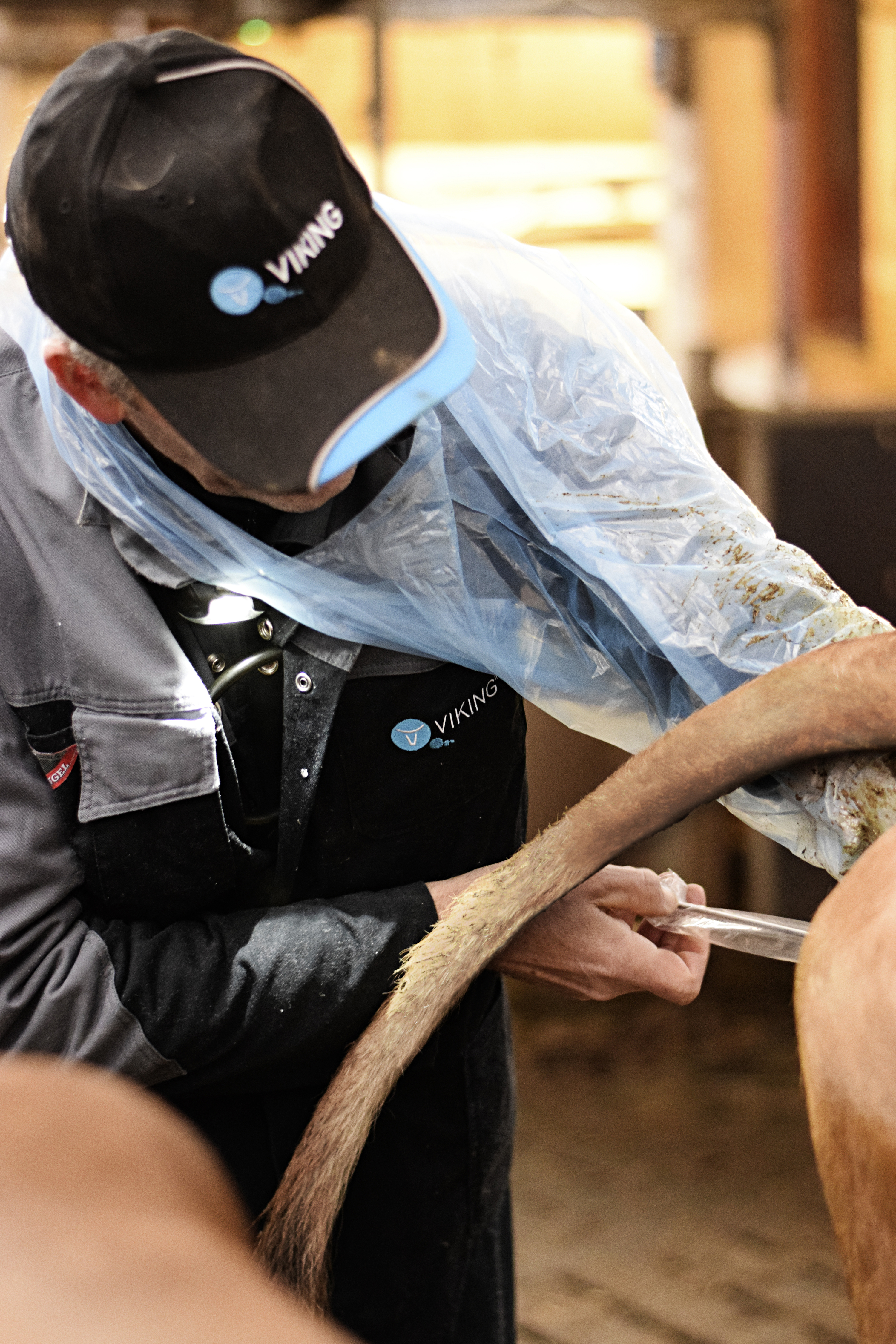 DT Inseminører Ilægger Embryoner I Recipientbesætninger Billede 7A1