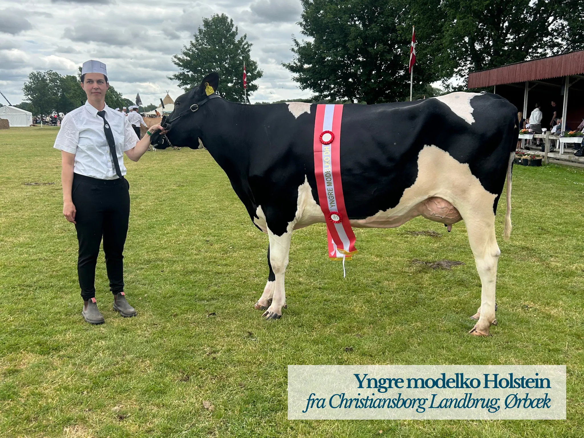 Yngre Modelko Holstein På Det Fynske Dyrskue 2026
