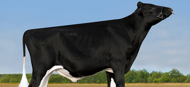 VH Ramis 01 Uden Fotonavn Mini3