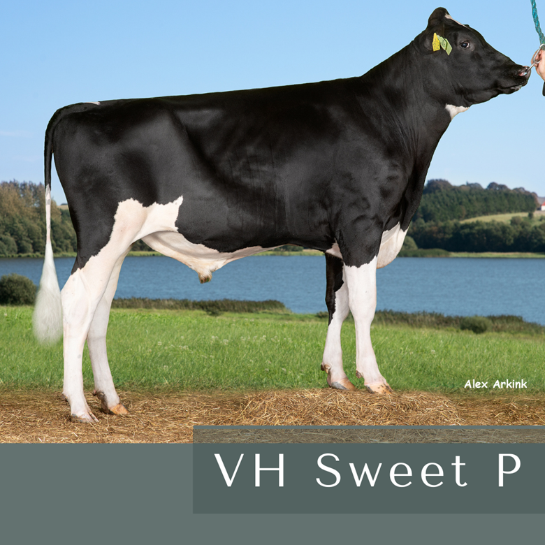 VH Sweet P (1)