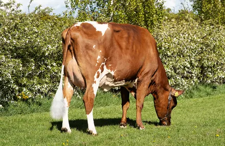 41029 4748 Vr Flake P1 Stemning Srgb Web