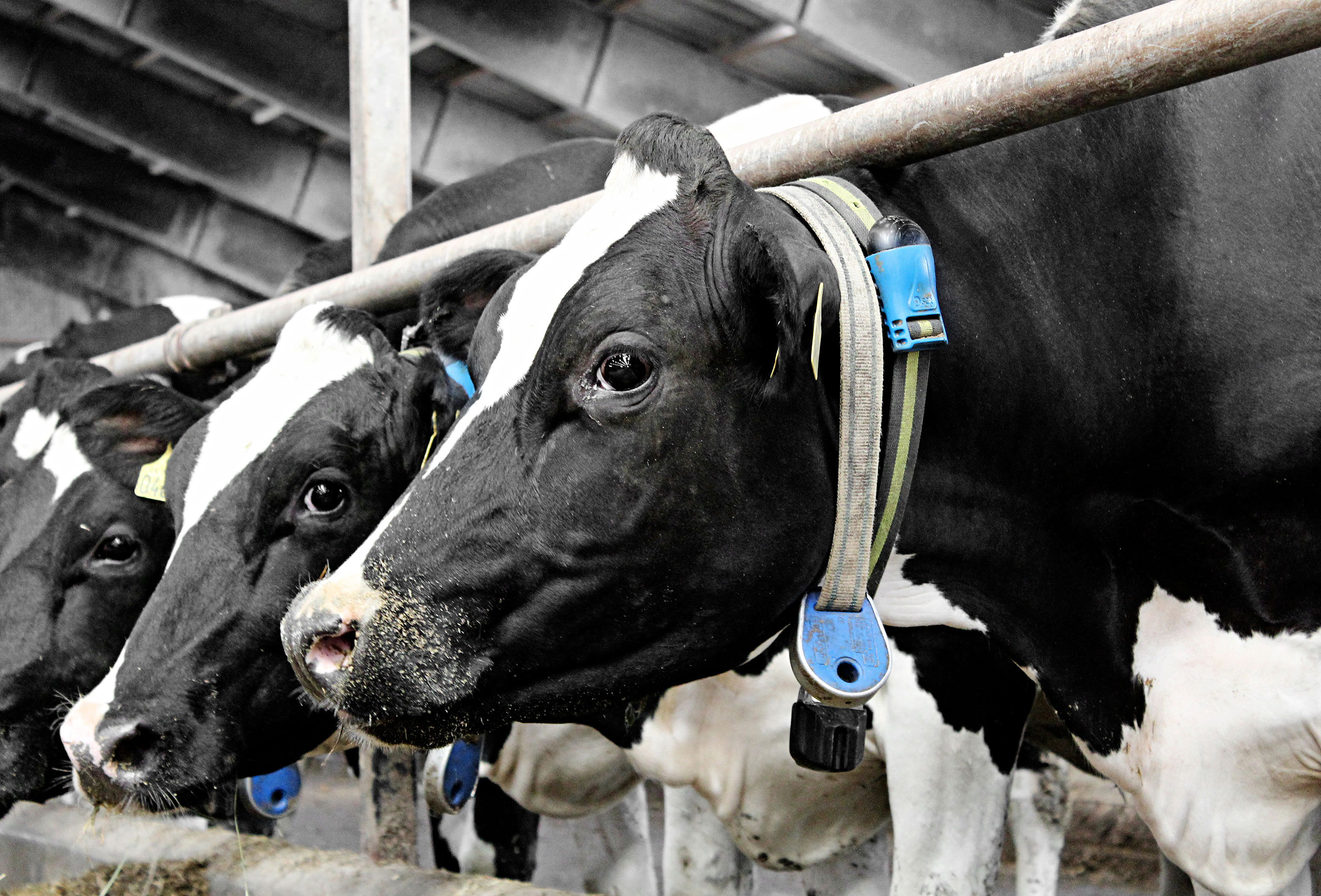 IMG 4054 Vn Srgb Web