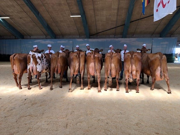 De Otte Ærespræmiedyr Køer