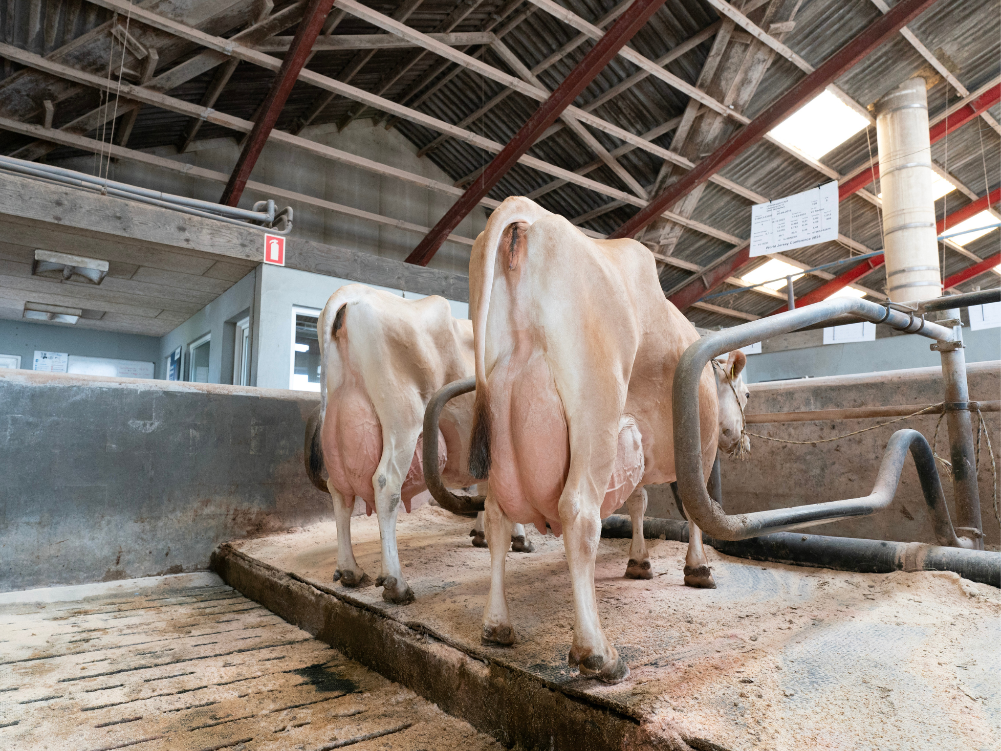 Jersey Verdenskongres 21