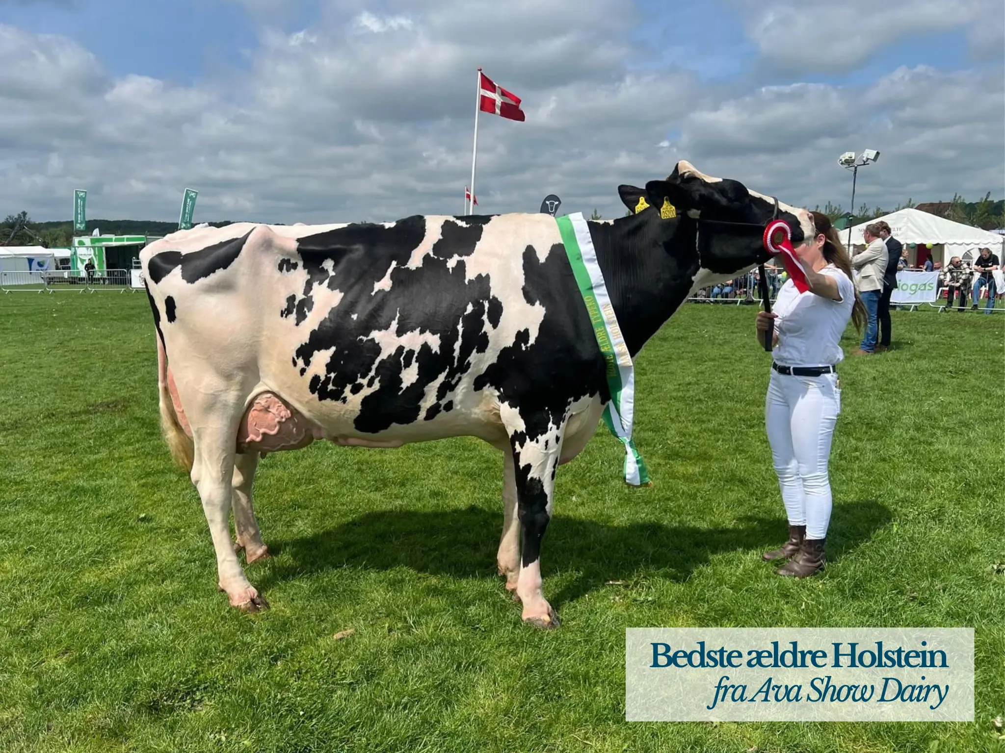 Bedste Ældre Holstein På Det Sønderjyske Fællesdyrskue 2026