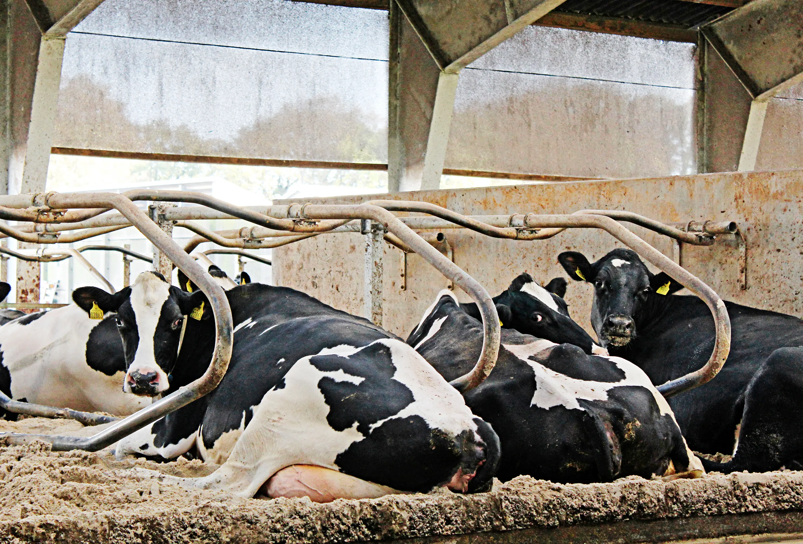 IMG 4431 Vn Srgb Web