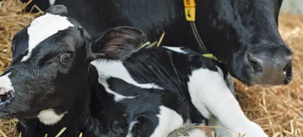 Nyfødt kalv med mor