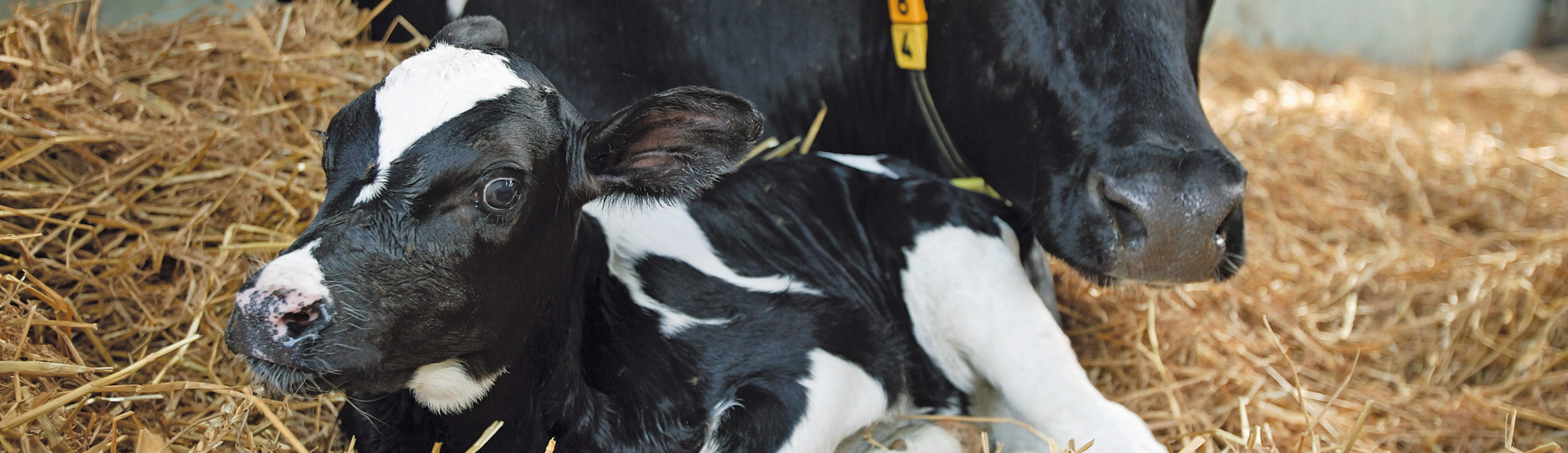 Nyfødt kalv med mor