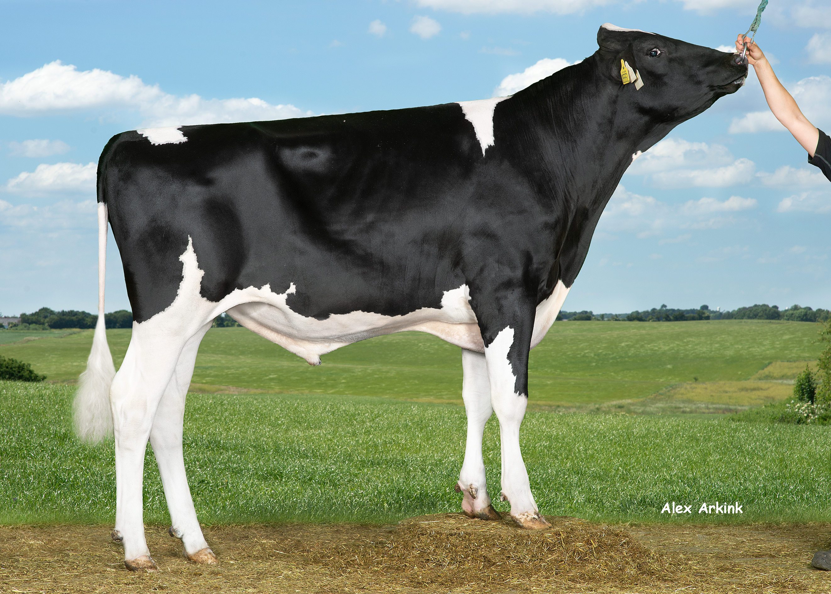 VH Hound PP (Hotspot P) 260953