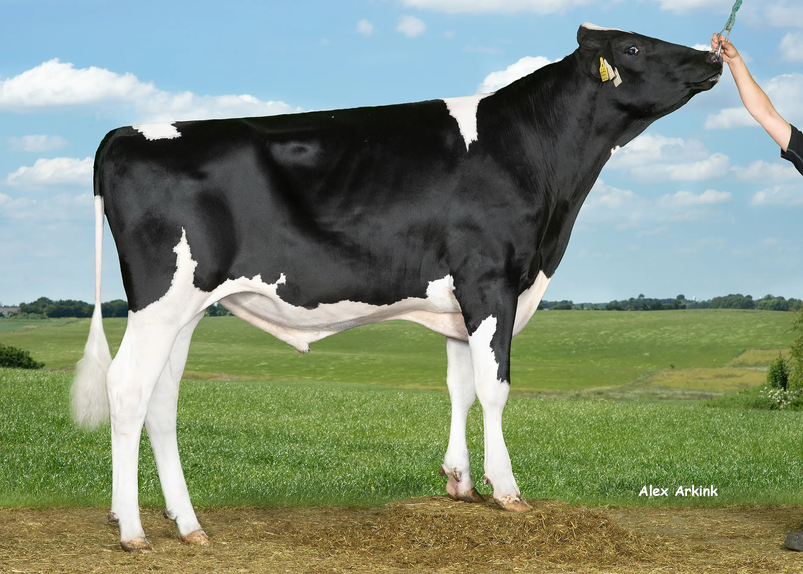 VH Hound PP (Hotspot P) 260953