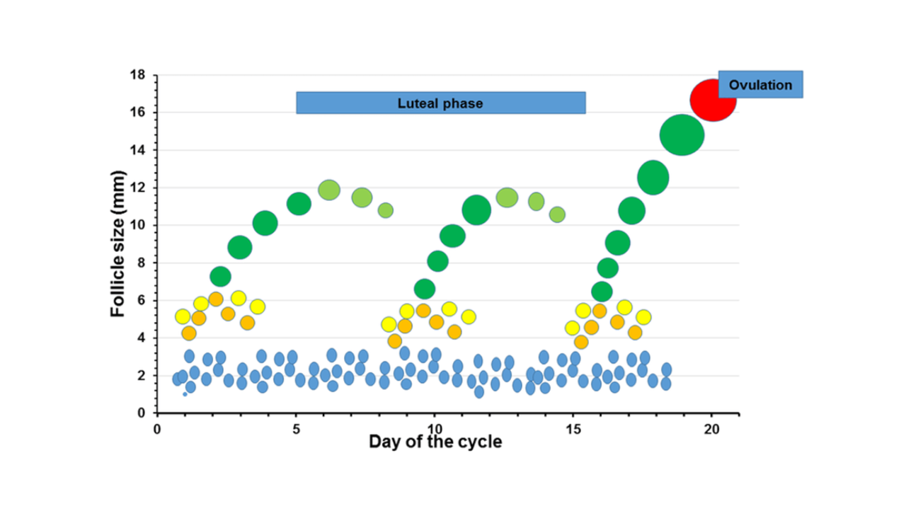 Figur 1 Follikelbølger Hos Ko.