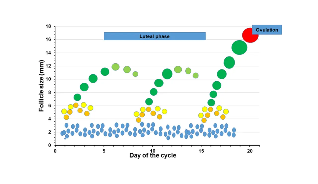 Figur 1 Follikelbølger Hos Ko.