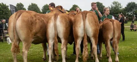 Bedste Limousine Besætningsgruppe På Horsens Dyrskue 2025